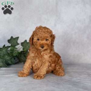 Flynn, Miniature Poodle Puppy